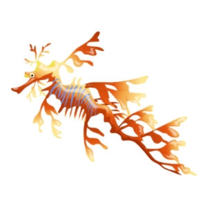 Orange Leafy Sea Dragon